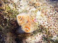 Christmas Tree Worm